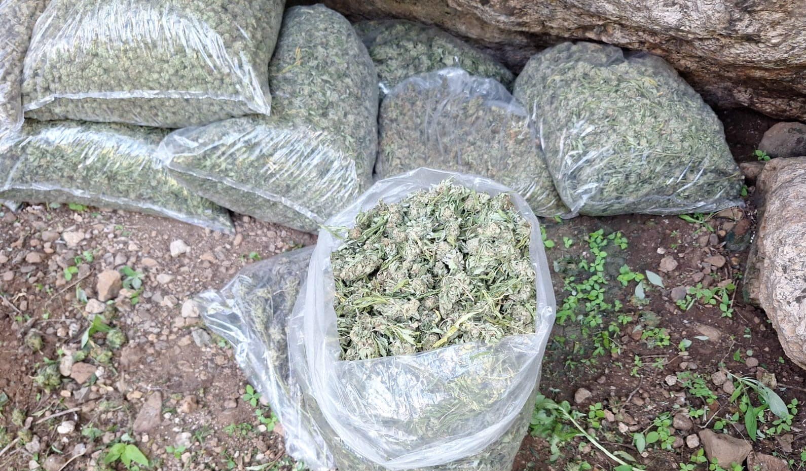 Mariguana decomisada en Tequila, Jalisco