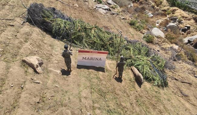 Marina decomisa e incinera de ocho plantíos de mariguana en Baja California