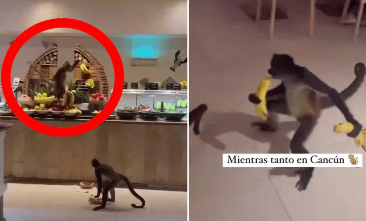 VIDEO: ¡Traviesos! Monos son sorprendidos robando plátanos en un hotel de la Riviera Maya