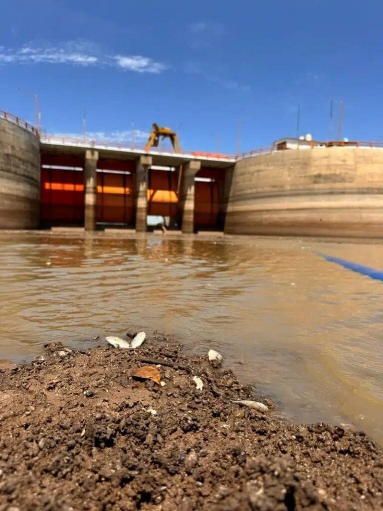 Peces muertos detectados en la presa Eustaquio Buelna