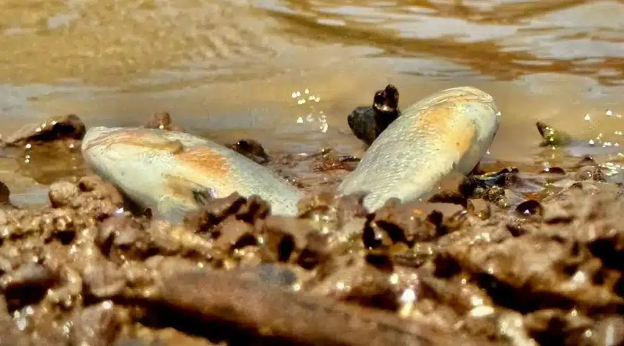 Peces muertos detectados en la presa Eustaquio Buelna