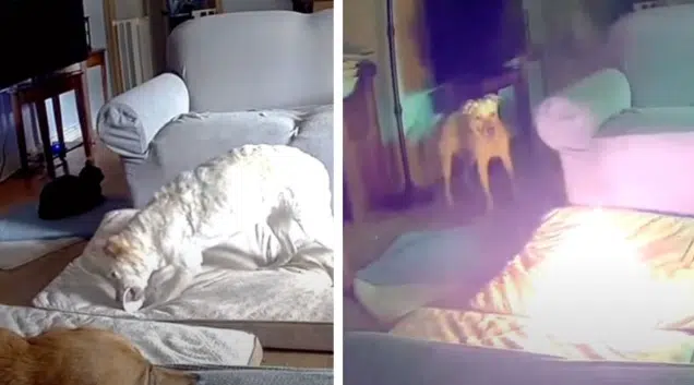 VIDEO: Perrito juega con una batería de litio y termina provocando tremendo incendio