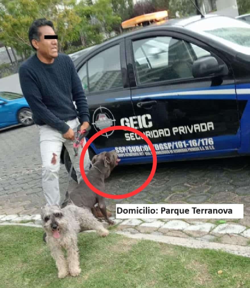 Perro de raza pitbull ataca a dos perritos y a su dueña en Puebla