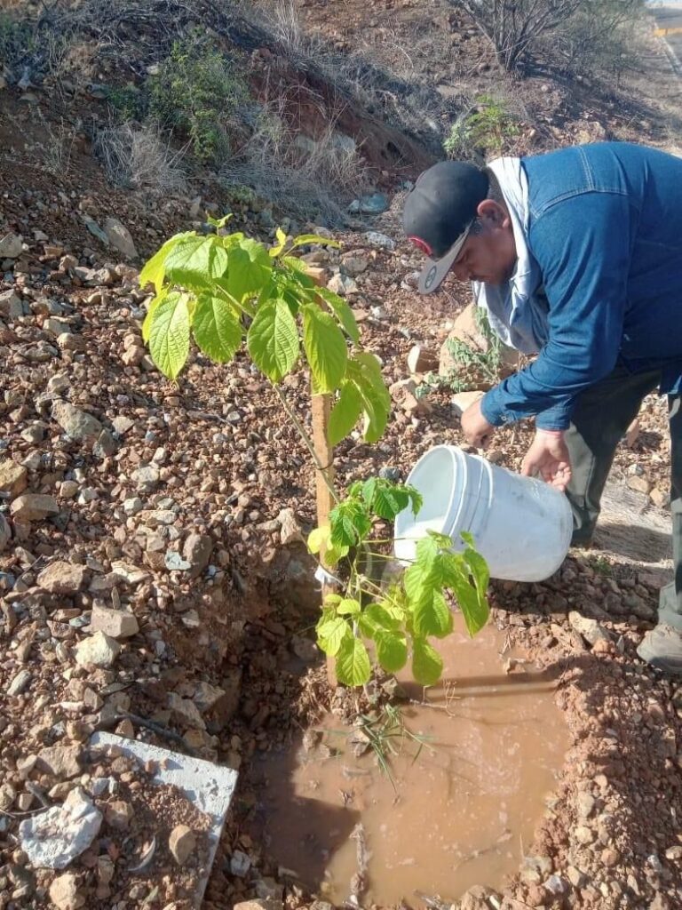 Plantación de árboles en las faldas del Cerro de La Memoria donde se sustrajeron los árboles.