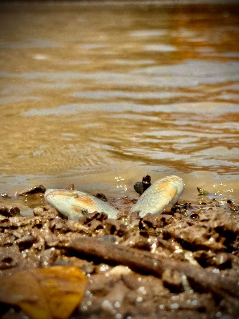 Peces muertos en la presa Eustaquio Buelna