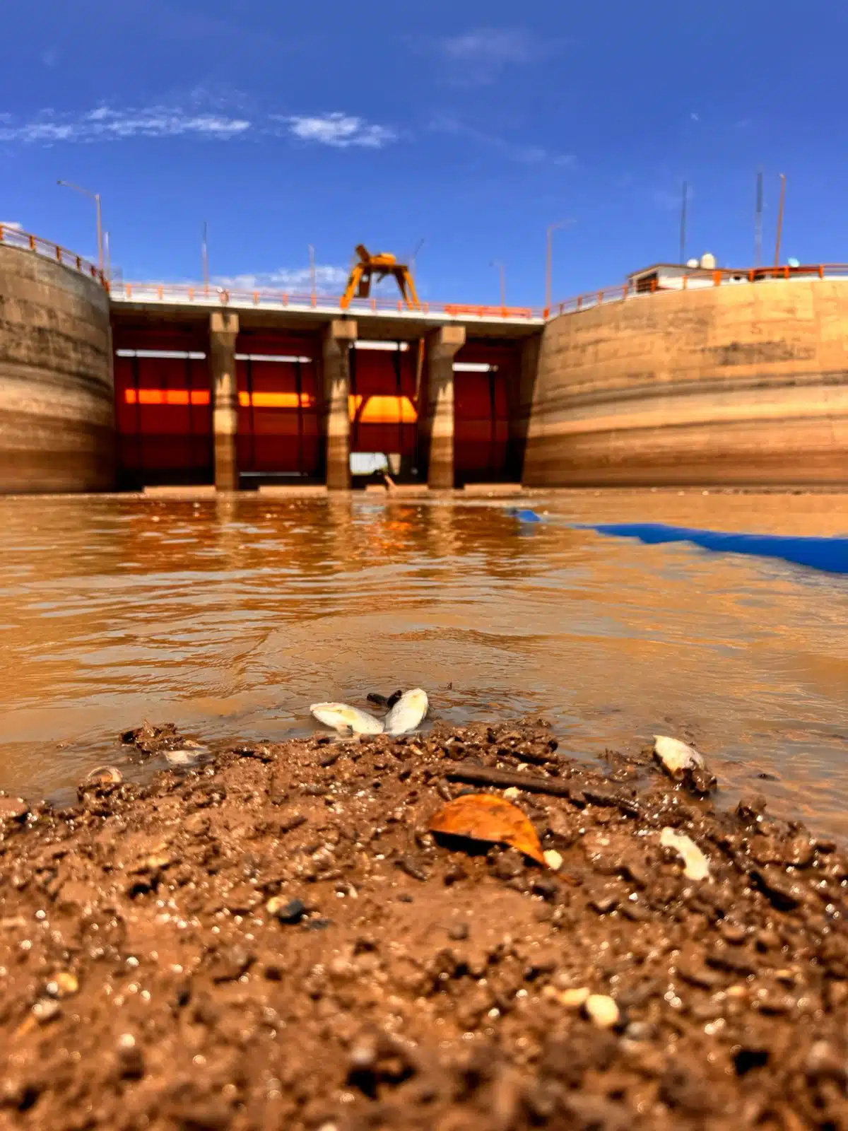 Peces muertos en la presa Eustaquio Buelna