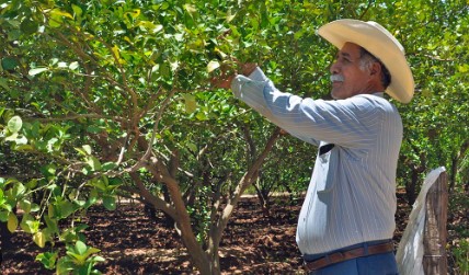 Productores de limón