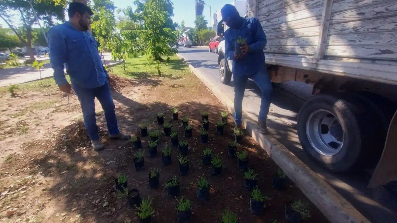 Reproducen semillas de plantas de ornato Los Mochis