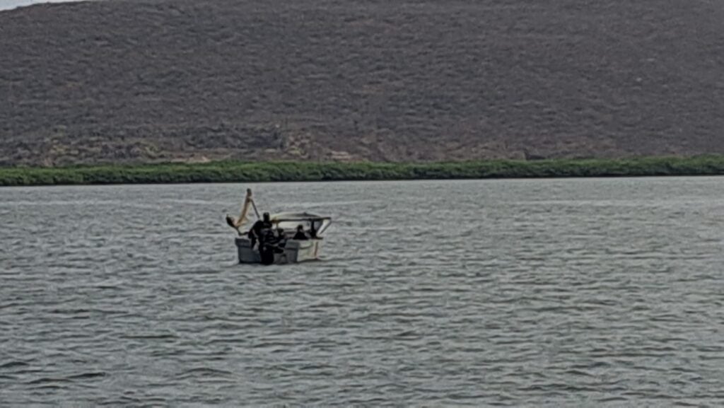 Temporada de camarón en Sinaloa 