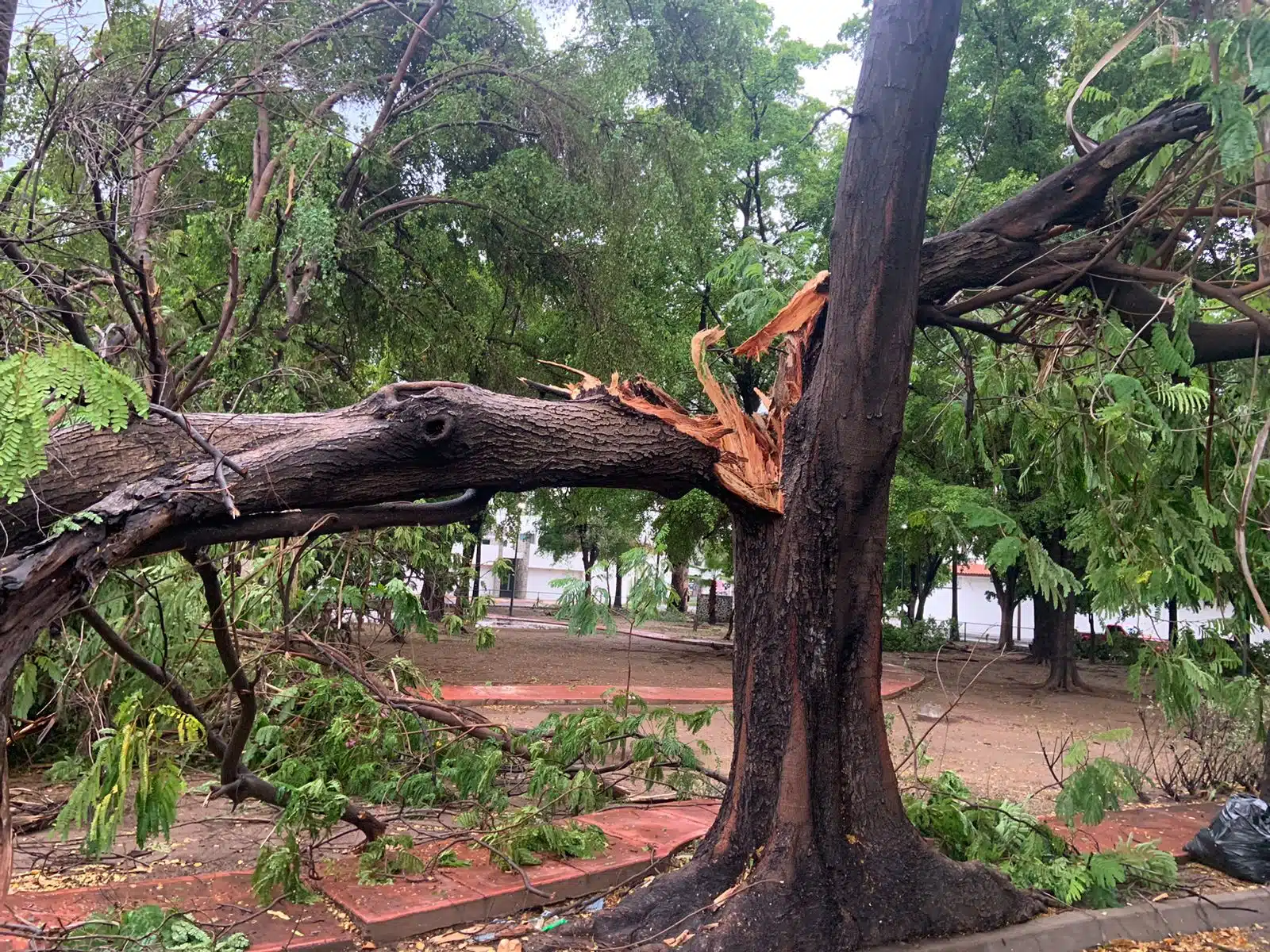 El recuento de daños por las primeras lluvias de agosto aumenta; ahora un parque de la colonia Chapultepec luce casi en ruinas tras derribar el viento algunos árboles del lugar