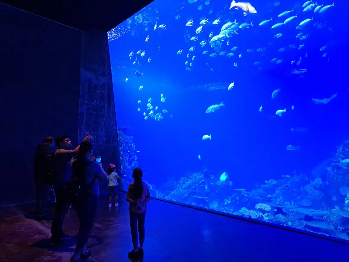 La directiva del Acuario prevé cerrar agosto con números positivos y destaca el interés de turistas extranjeros por conocer esta ventana al Mar de Cortés