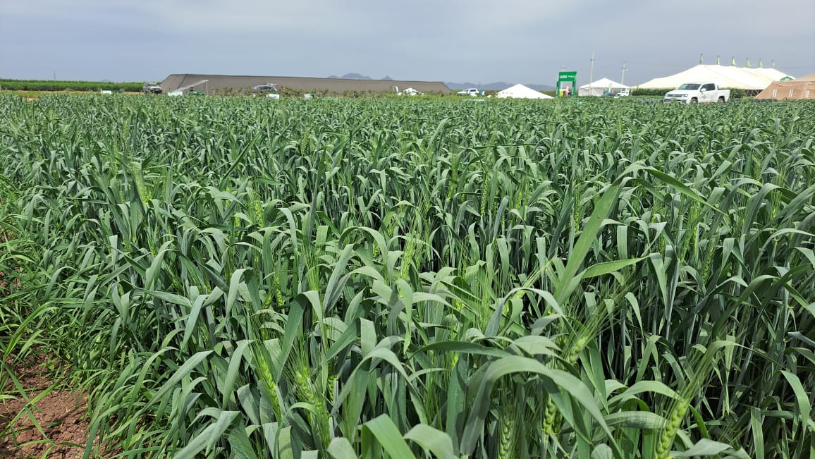 Eliminación de aranceles al trigo y al arroz es para que no suba el precio al consumidor