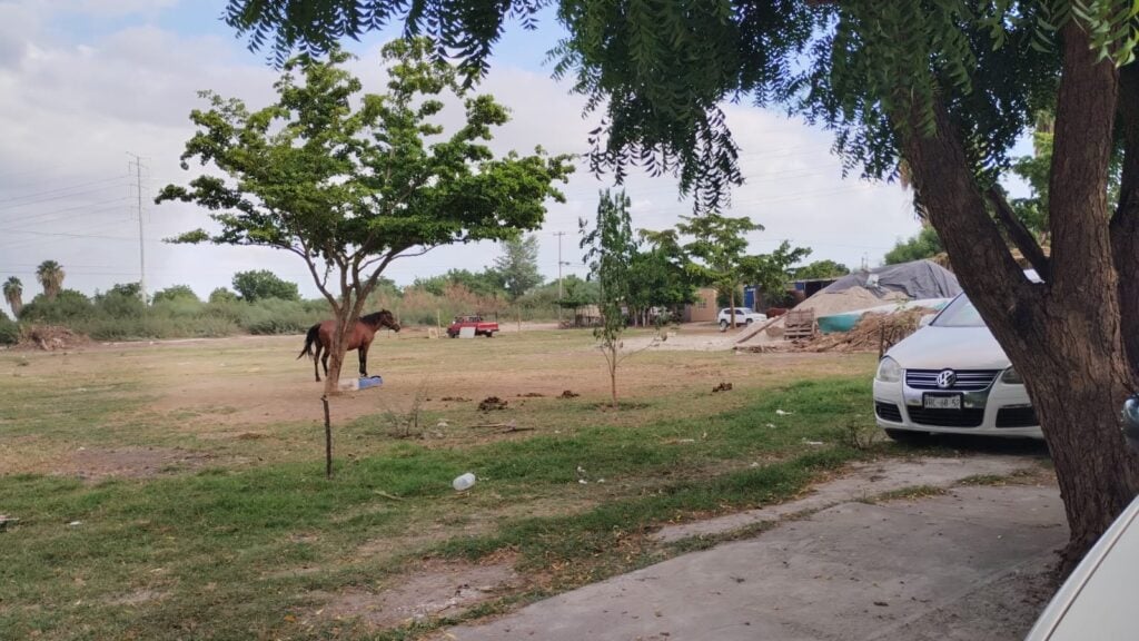 área verde de fraccionamiento de Los Mochis