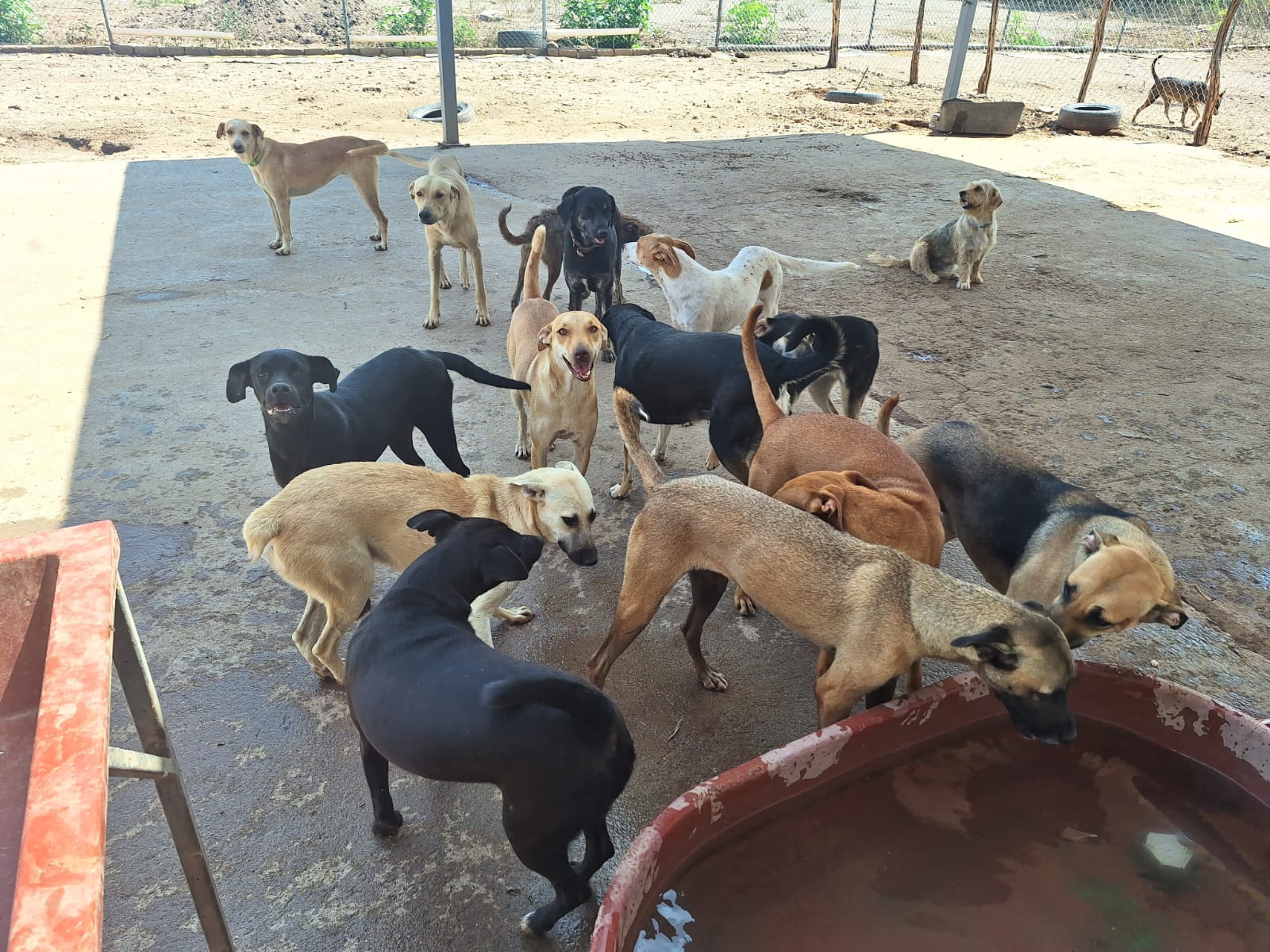 perritos en refugio