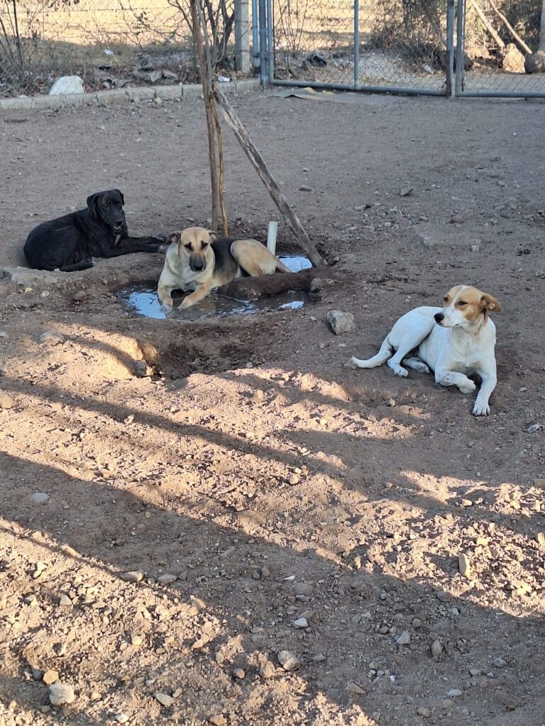 perritos en refugio