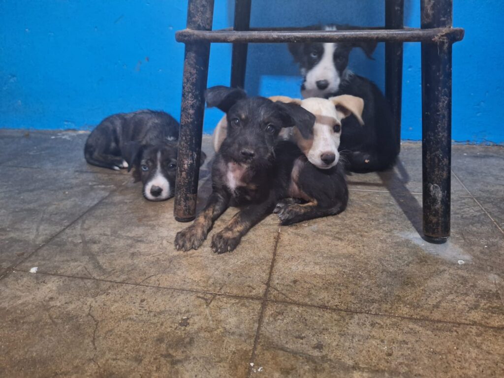 perritos en refugio