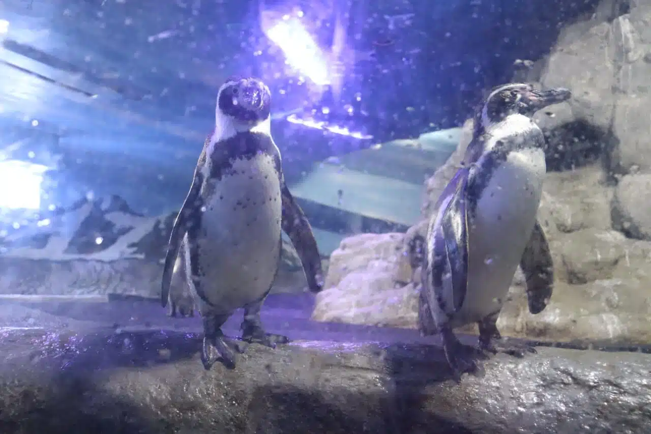 Pingüinos en Gran Acuario Mazatlán Mar de Cortés