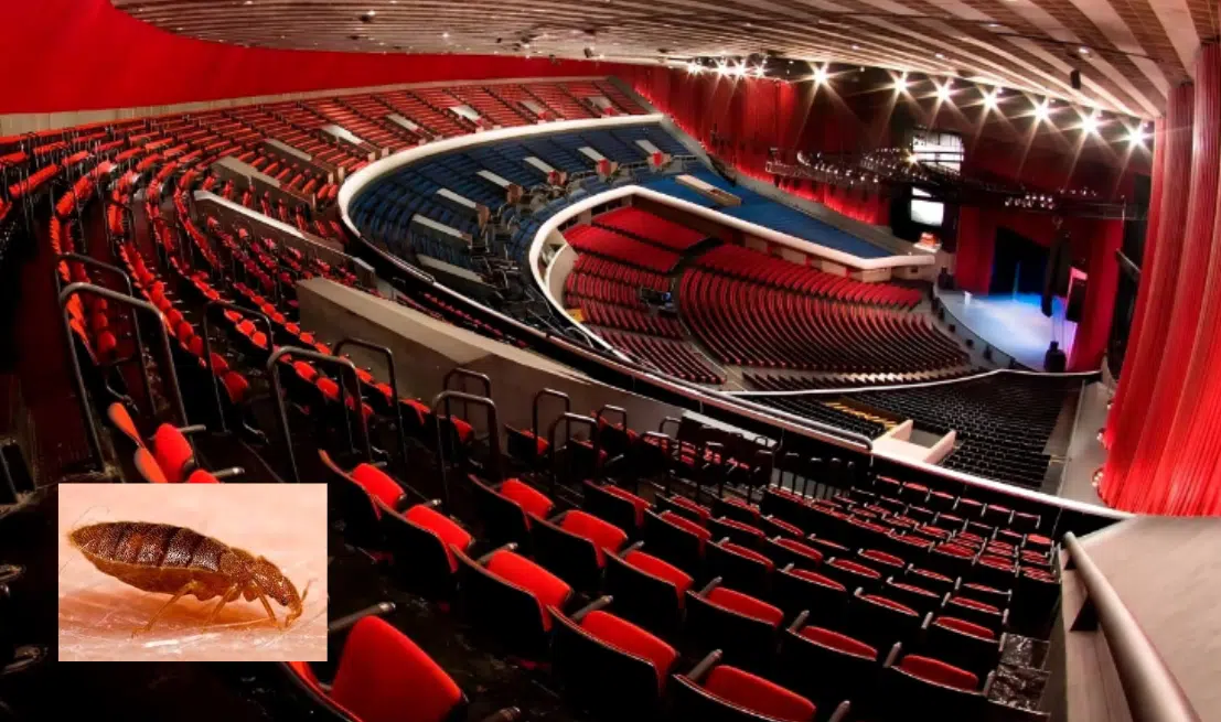 VIDEO: Alertan por presencia de chinches en los asientos del Auditorio Nacional, en CDMX