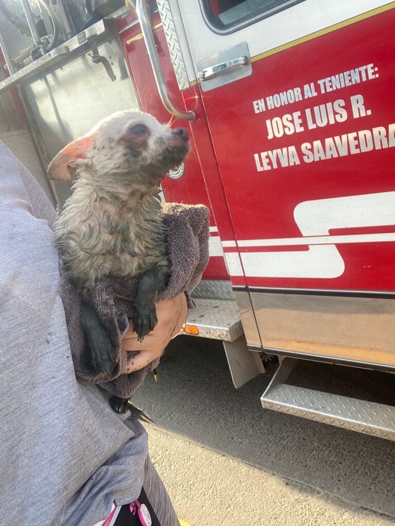 Bambi, perrita rescatada por Bomberos Mazatlán