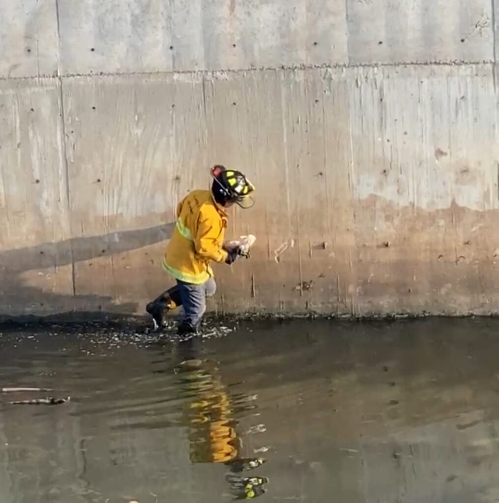 Bomberos rescatan dos veces a perrita chihuahua de un canal en Mazatlán