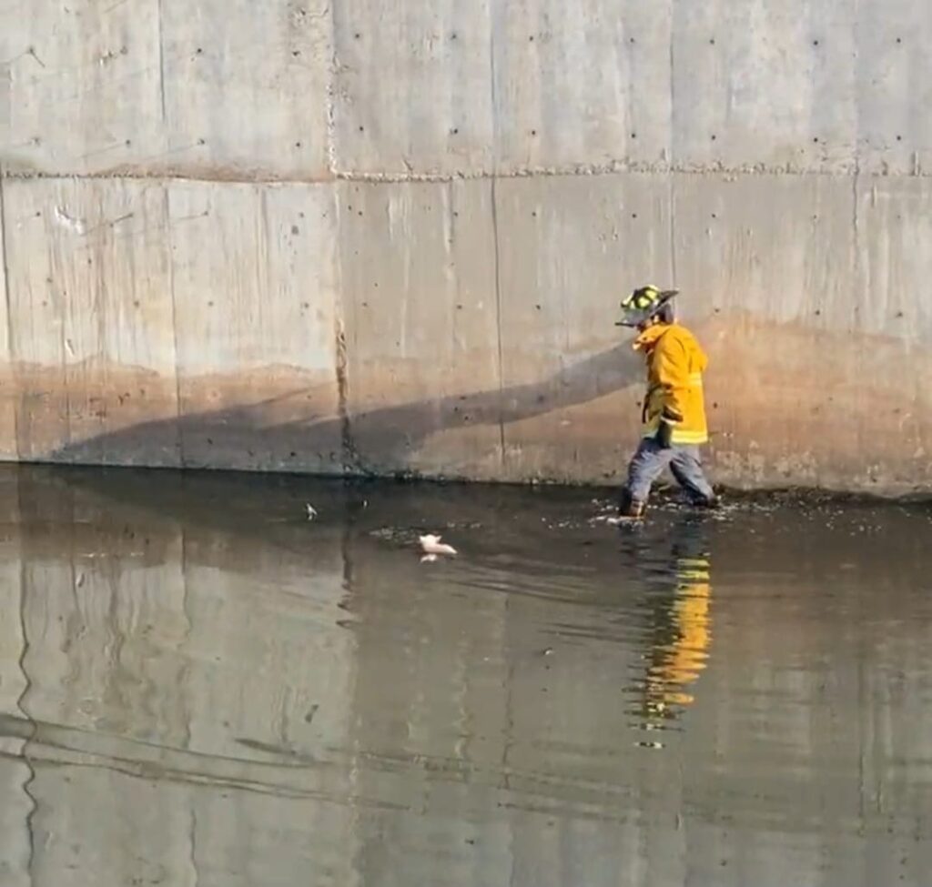 Bomberos rescatan dos veces a perrita chihuahua de un canal en Mazatlán