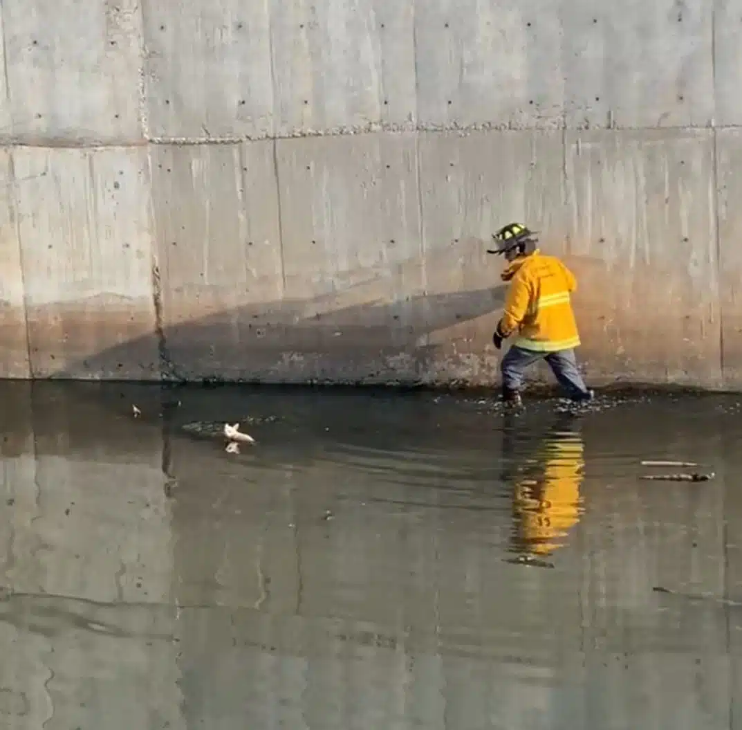 Bomberos rescatan dos veces a perrita chihuahua de un canal en Mazatlán