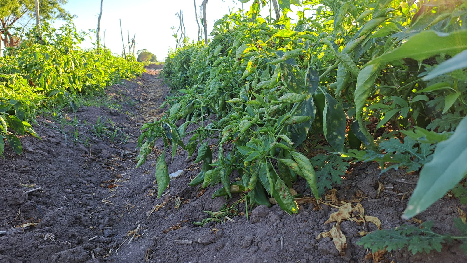 Productores de hortalizas de Escuinapa se arriesgan a sembrar