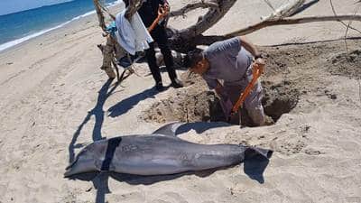 Conmociona hallazgo de un delfín muerto en playa de Tamaulipas