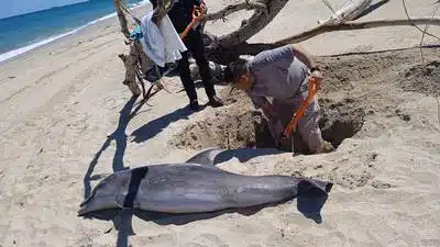 Conmociona hallazgo de un delfín muerto en playa de Tamaulipas