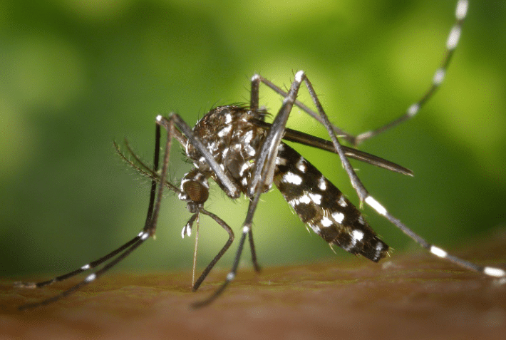 Durango registra 4 fallecimientos y más de 200 casos positivos de dengue