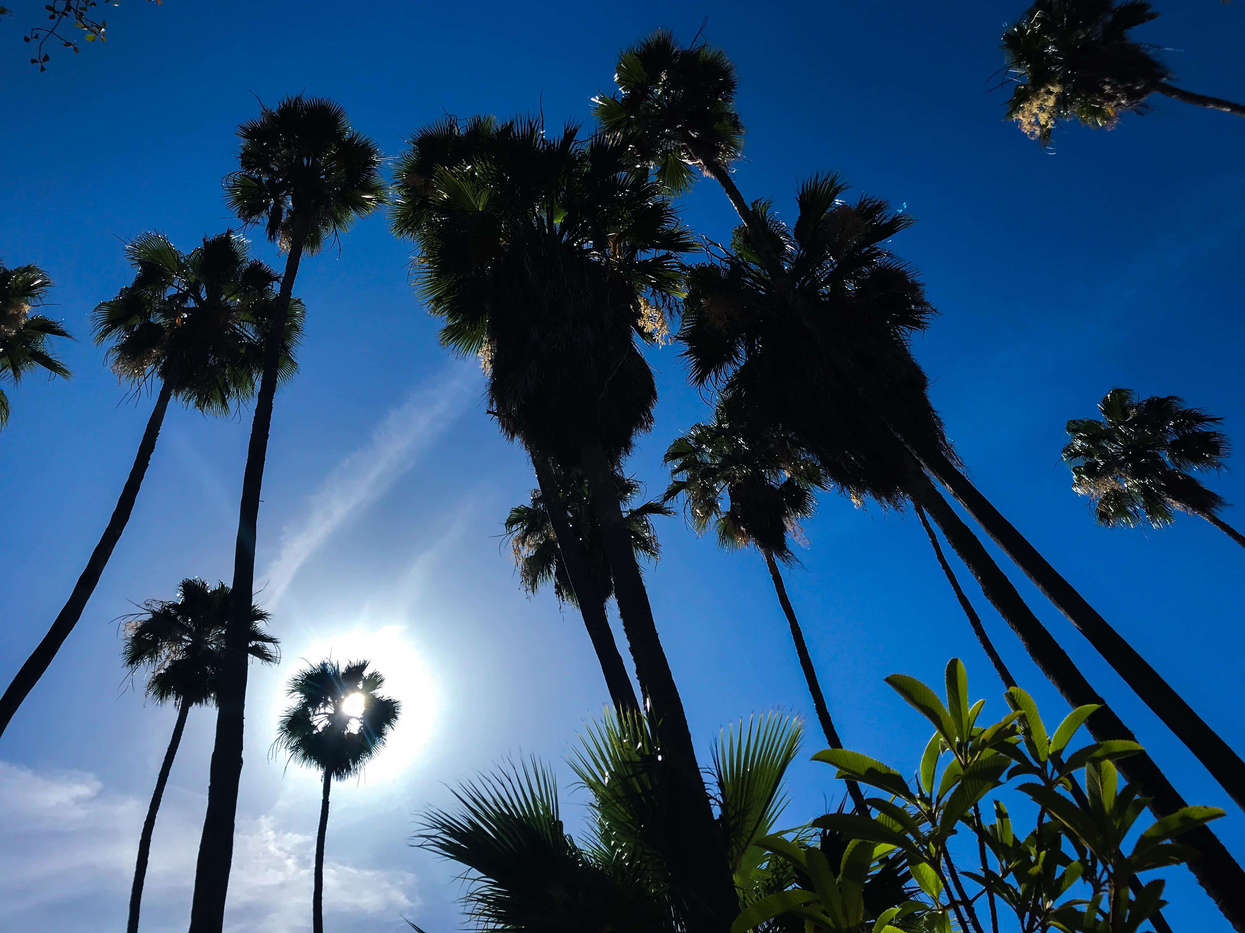 Clima Día soleado con la silueta de palmas en Los Mochis