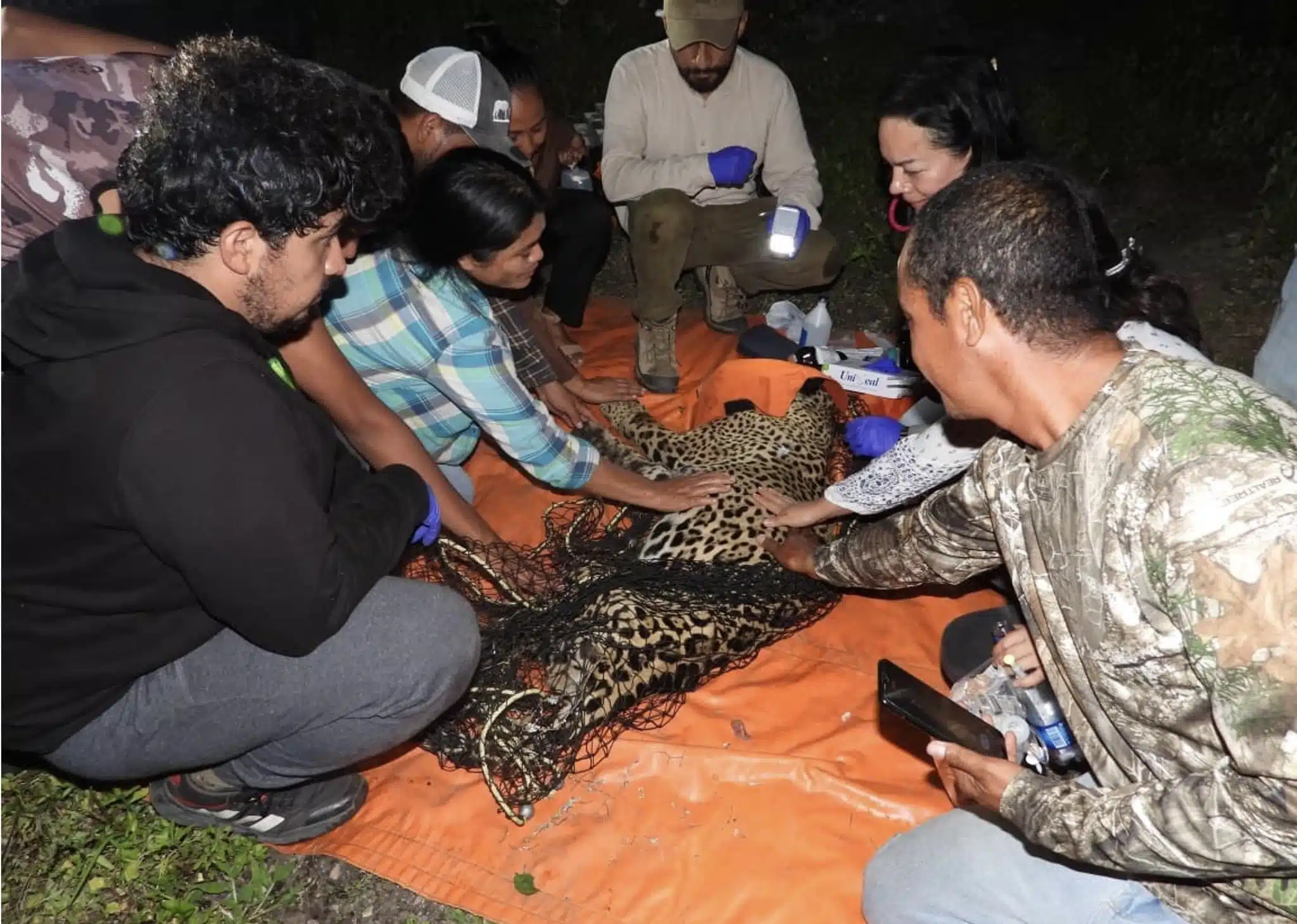 Fallece “Pacus”, el jaguar rescatado de un basurero en Hidalgo