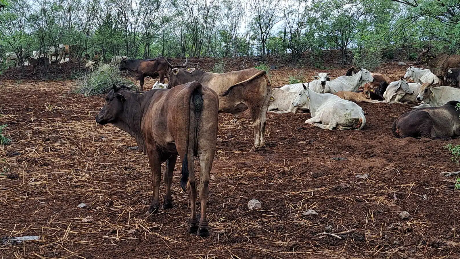 Vacas en un corral