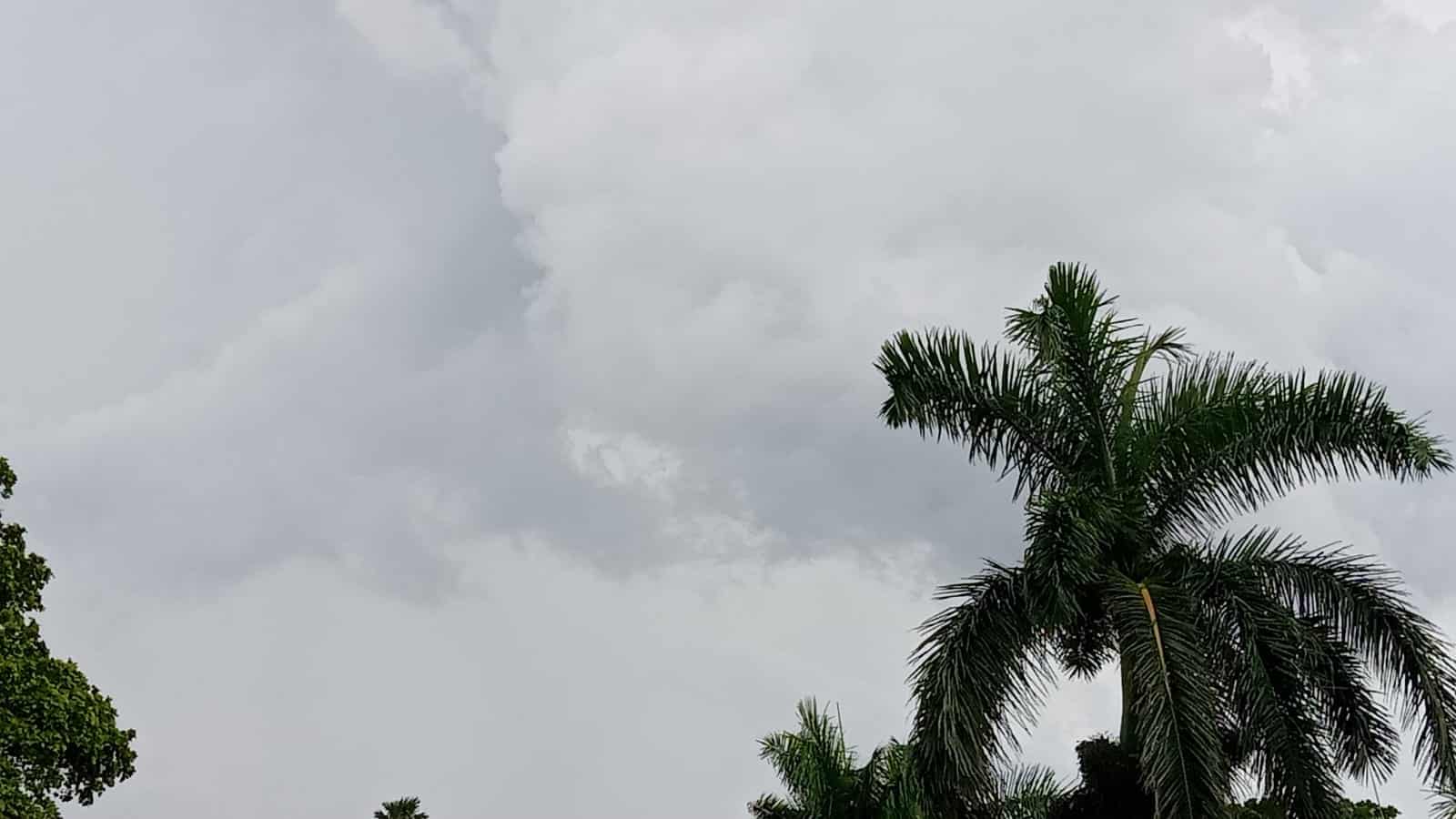 Cielo nublado con palmas