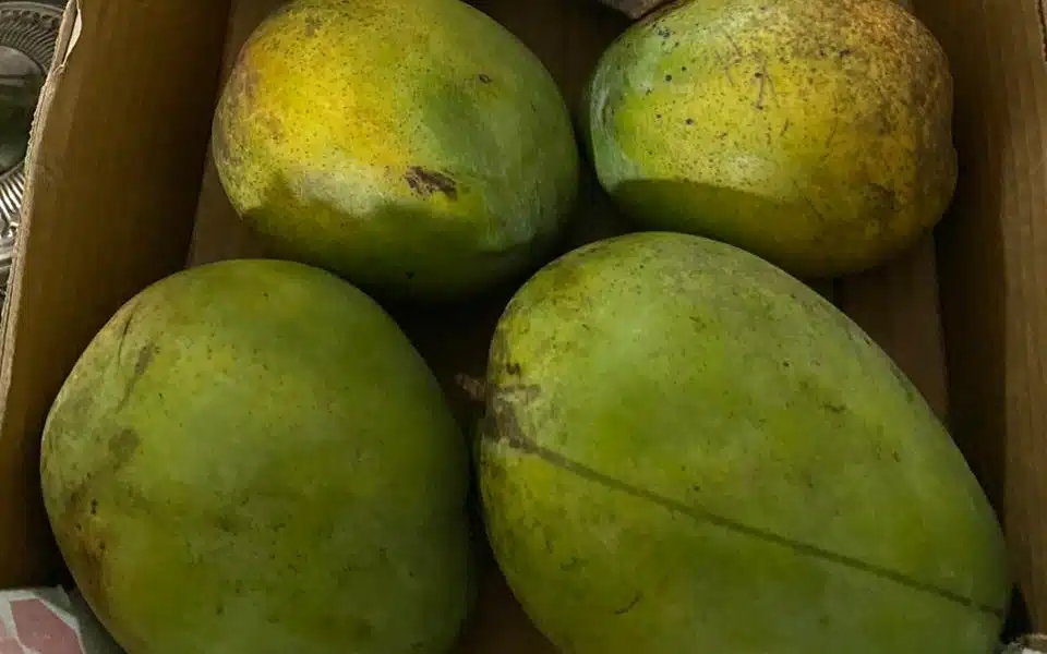 Paquete con mangos a la venta