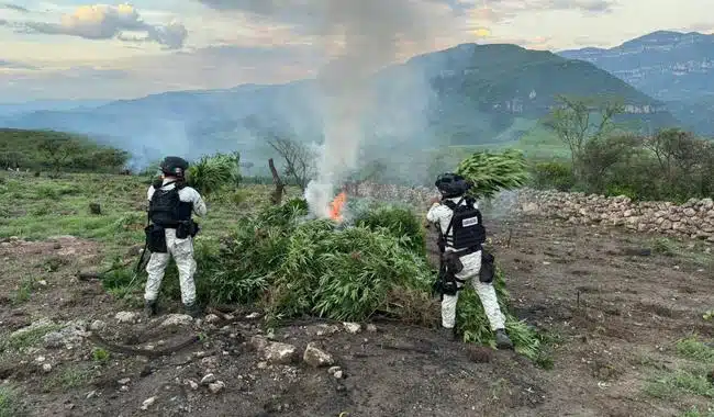 Mariguana incinerada en Jalisco