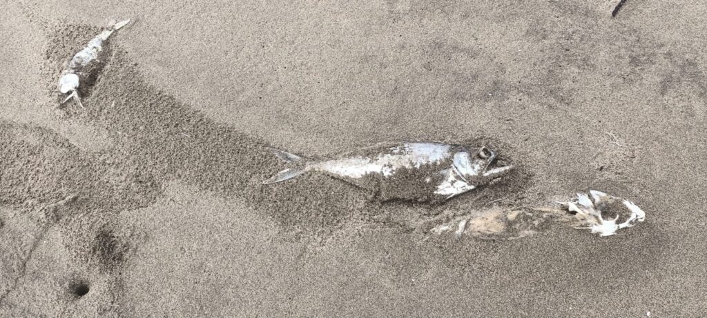 Peces muertos en la orilla de El Maviri.