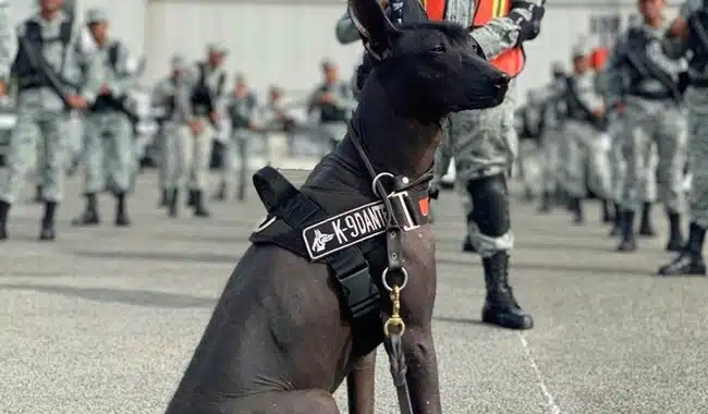 Perros de la Guardia Nacional