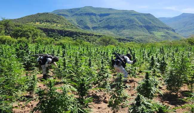 Plantíos de Mariguana