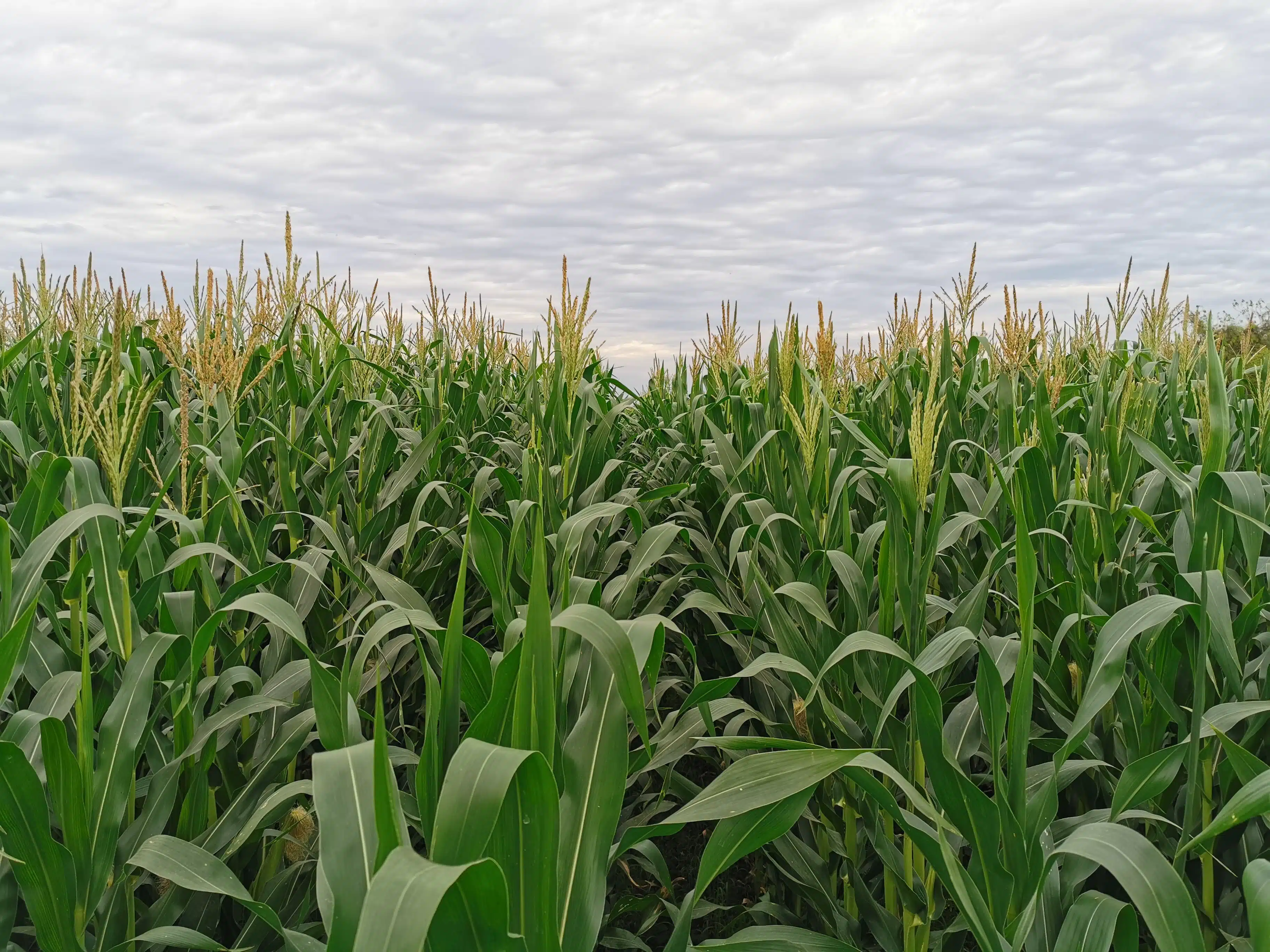 Productores de Guasave prepararon tierras ante expectativas por Ileana