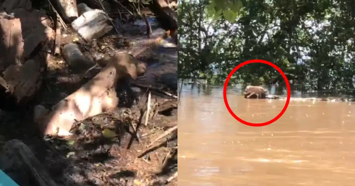 Rescate de perritos atrapados en la creciente del río Sinaloa.