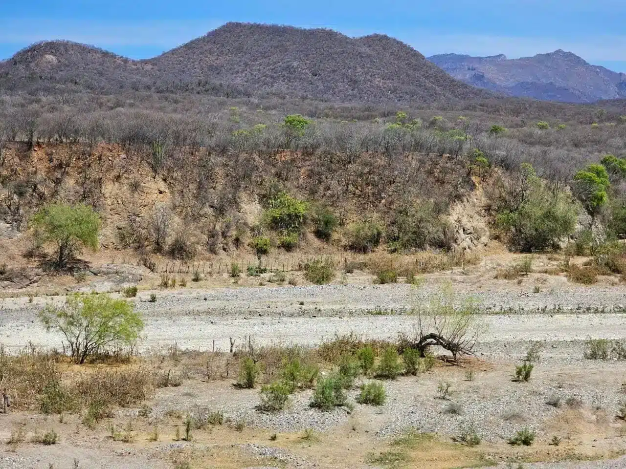 SEQUÍA NORTE DE SINALOA (1)