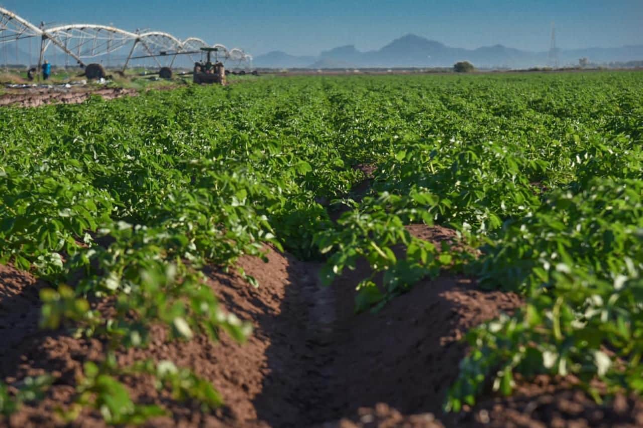 Siembra de papa en terrenos del norte de Sinaloa.