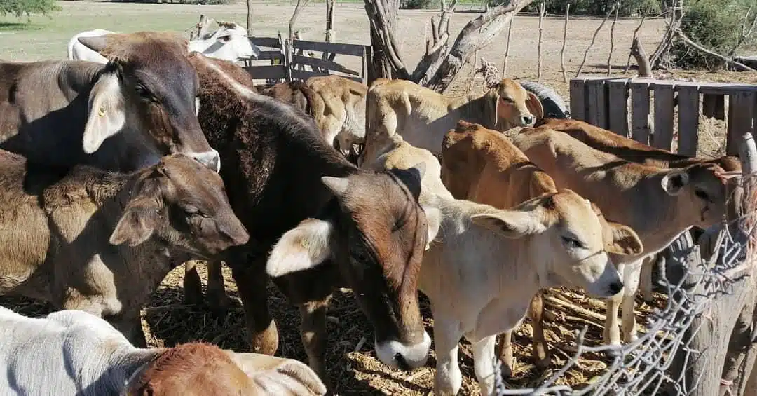 Vacas en corrales del municipio de Ahome.