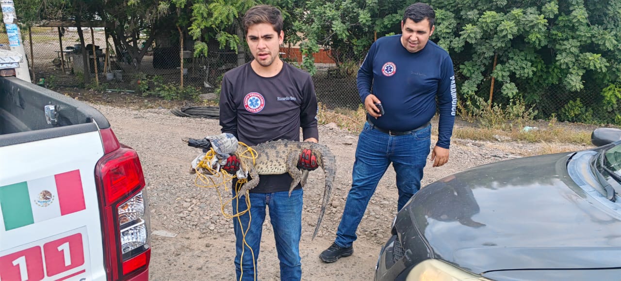Elementos de Protección Civil y Grupo Voluntario Costa Rica con cocodrilo