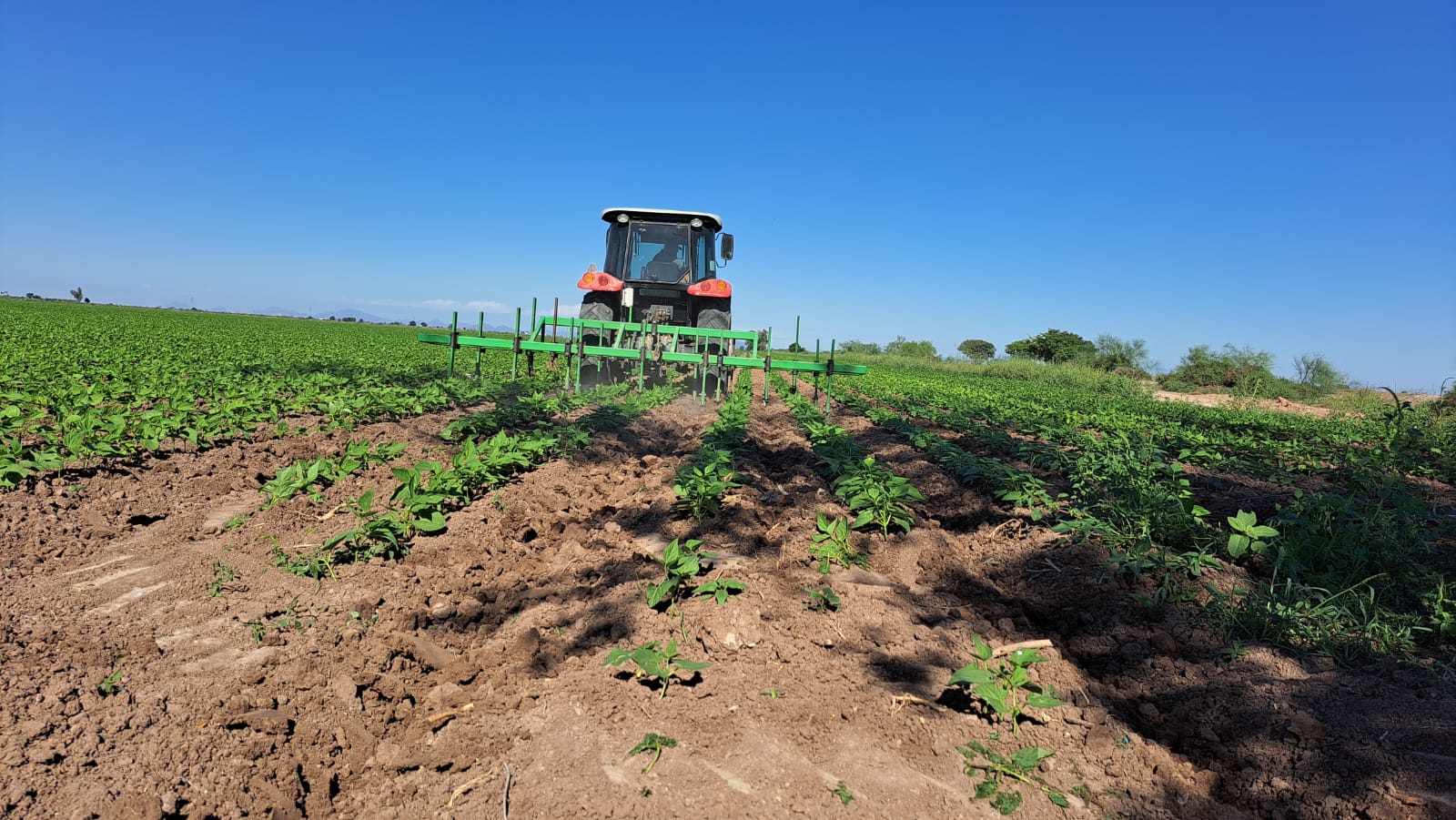 Campo de cultivo de frijol