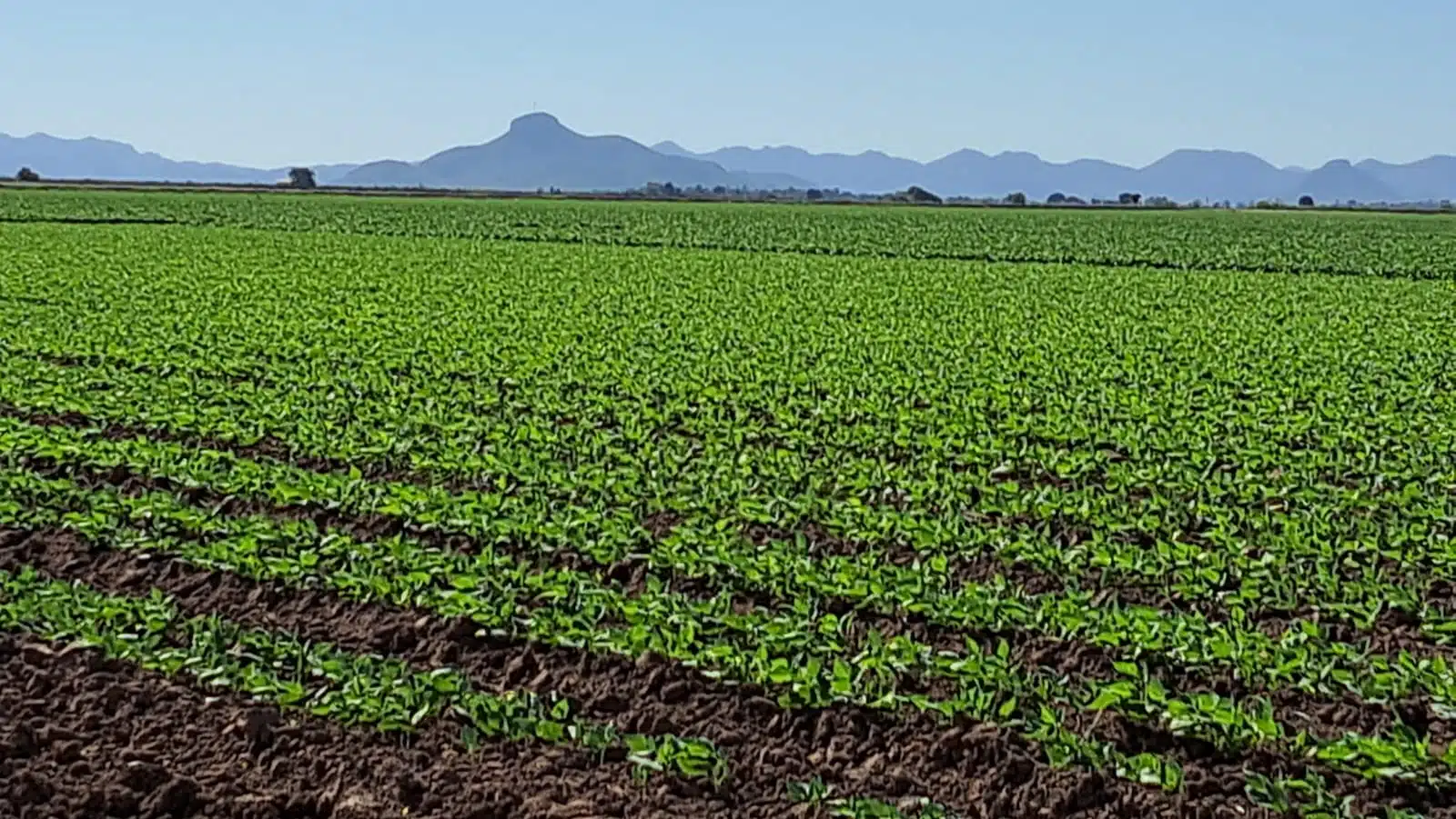 Campo de cultivo de frijol