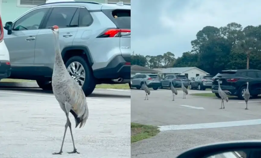 VIDEO: Aves llaman la atención en Florida por su comportamiento previo al impacto de 