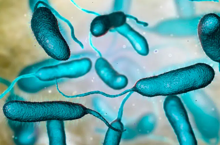 Florida reporta inusual aumento en casos de bacteria carnívora desde el paso del huracán Helene