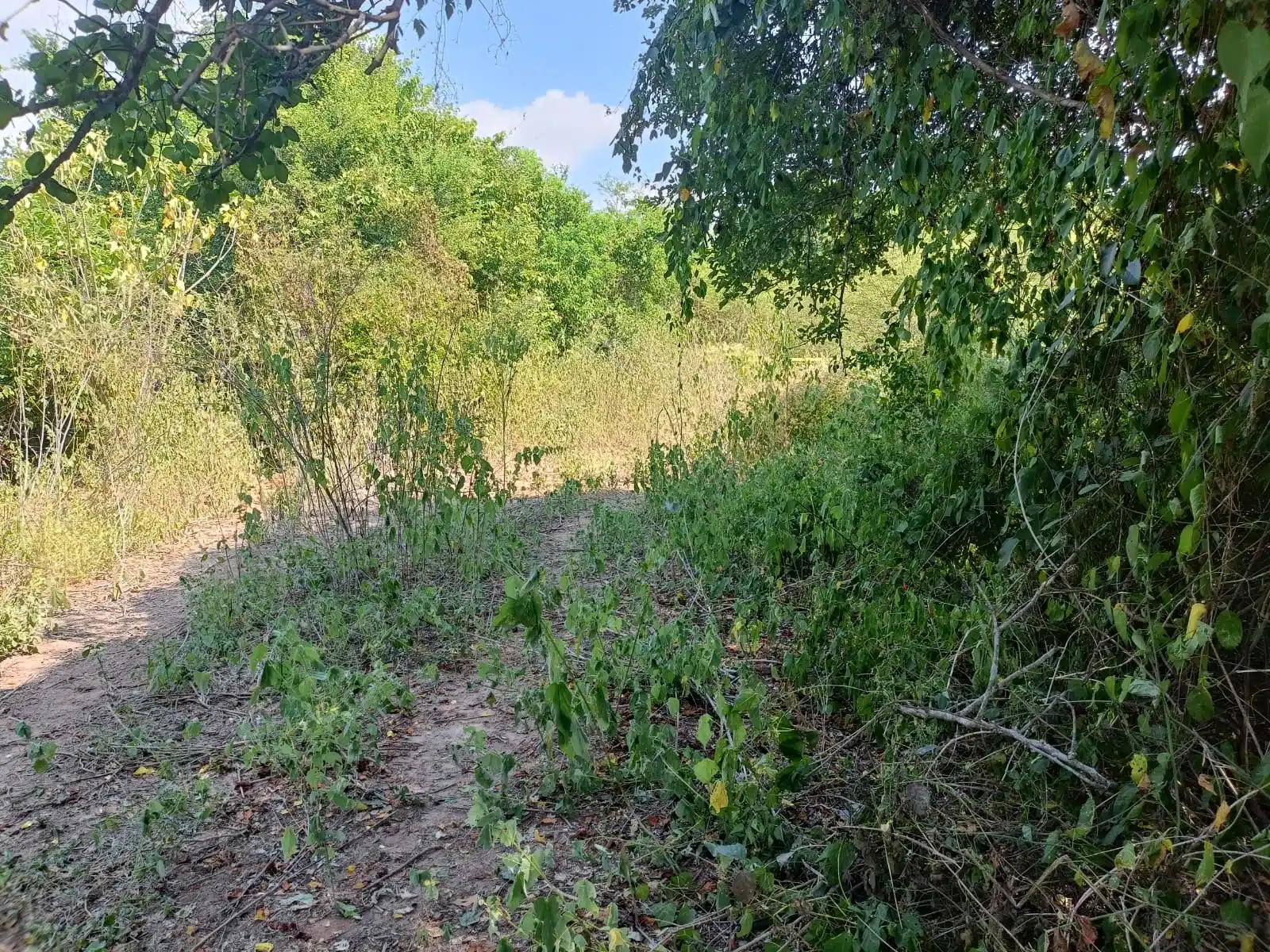 Buscadoras encuentran restos humanos cerca de la carretera Miravalles en Mazatlán